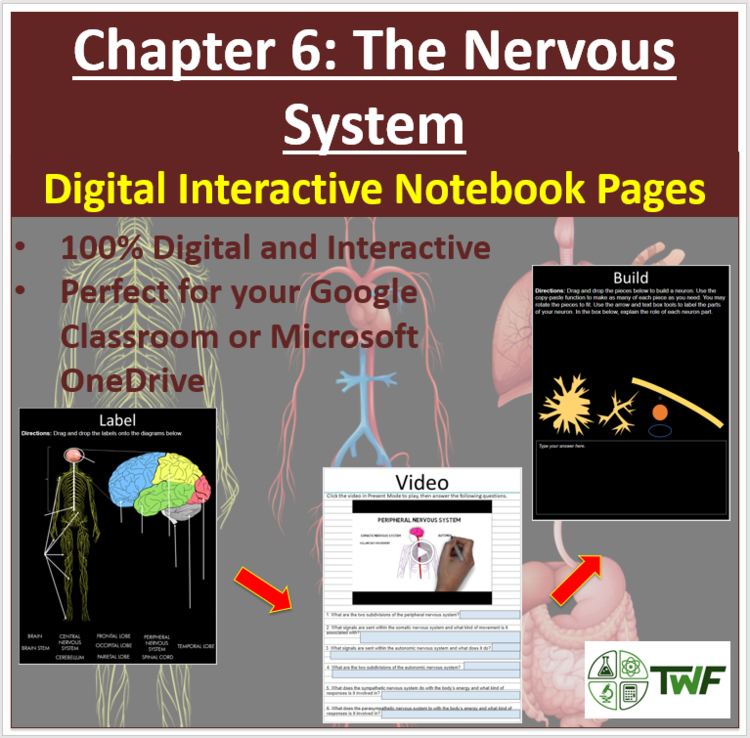 The Nervous System - Digital Interactive Notebook Pages