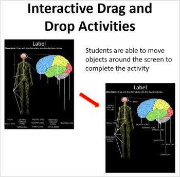 The Nervous System - Digital Interactive Notebook Pages, image 2