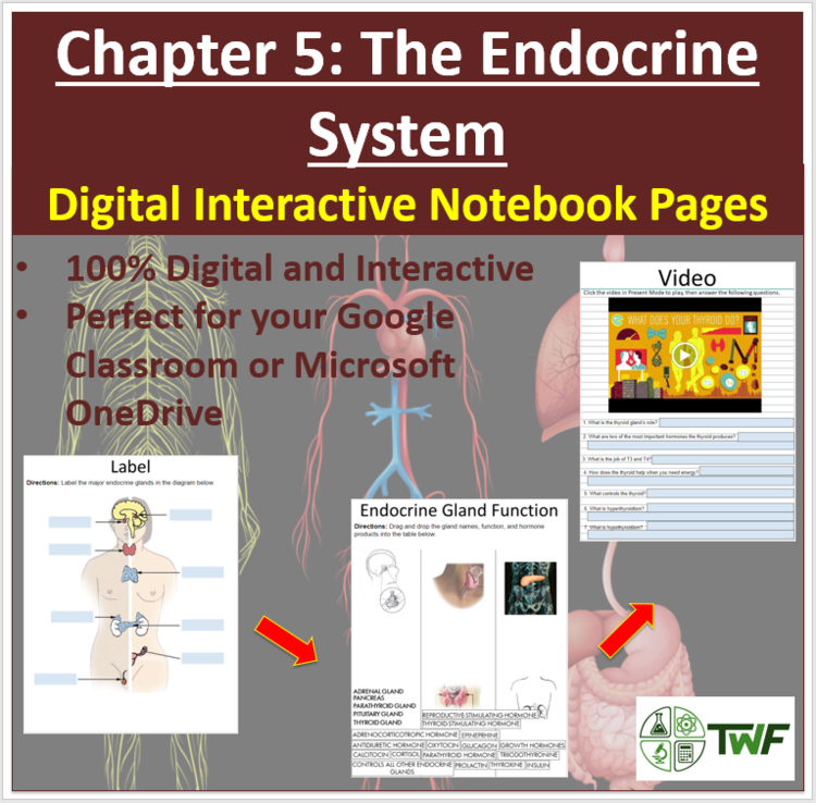 The Endocrine System - Digital Interactive Notebook Pages