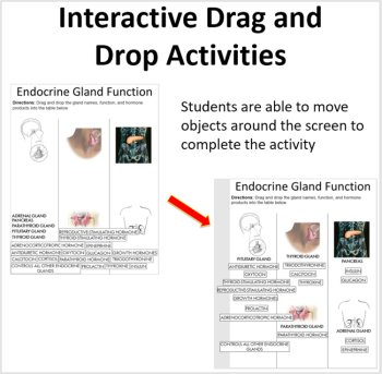 The Endocrine System - Digital Interactive Notebook Pages, image 2