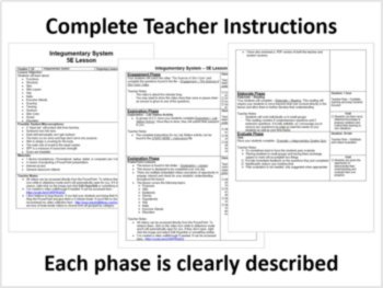 Integumentary System - 5E Lesson Bundle, image 2