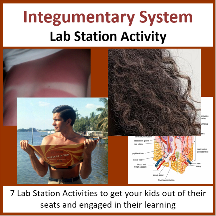 Integumentary System Lab Station Activity | 7 Hands-on Activities | Skin, Hair