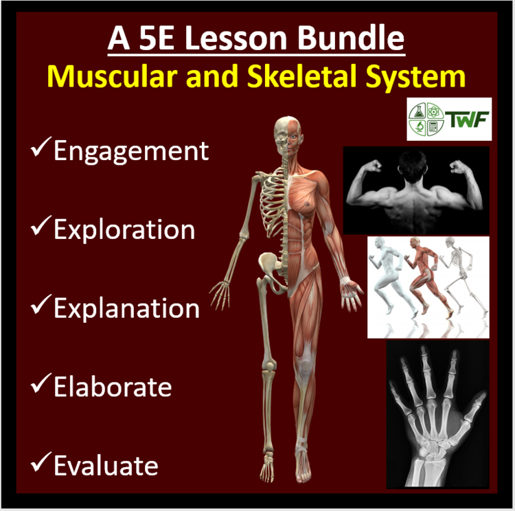 Muscular and Skeletal System - 5E Lesson Bundle | Structure and Function