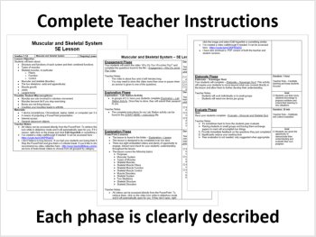 Muscular and Skeletal System - 5E Lesson Bundle | Structure and Function, image 2
