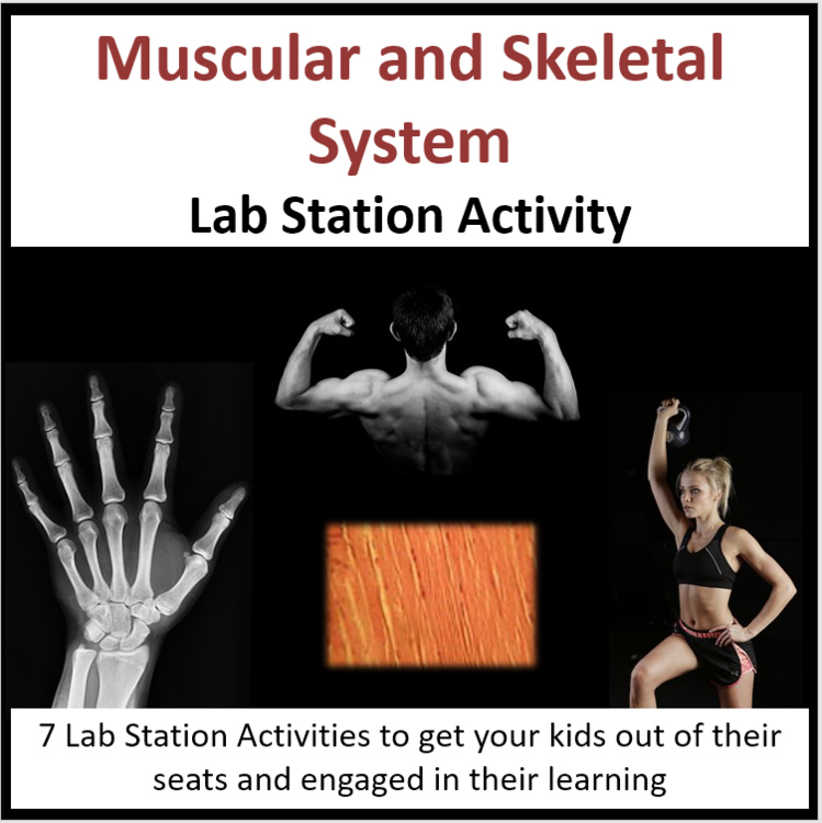 Muscular and Skeletal System Lab Station Activity | 7 Hands-on Activities
