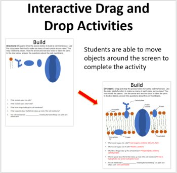 Diffusion & Osmosis Through Cell Membrane - Digital Interactive Notebook Pages, image 2
