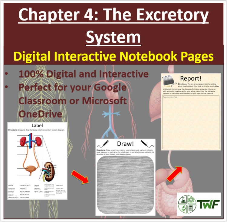 The Excretory System - Digital Interactive Notebook Pages