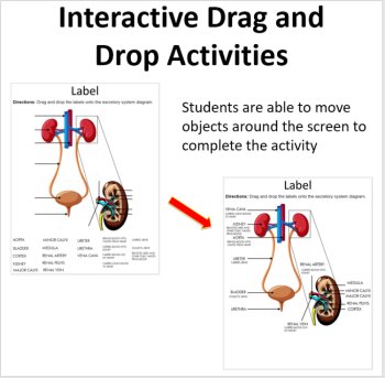 The Excretory System - Digital Interactive Notebook Pages, image 2
