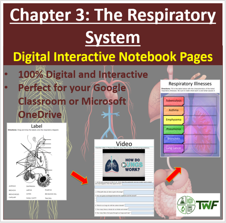 The Respiratory System - Digital Interactive Notebook Pages