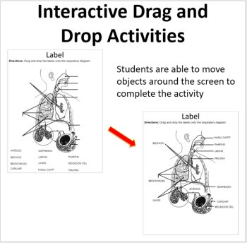 The Respiratory System - Digital Interactive Notebook Pages, image 2