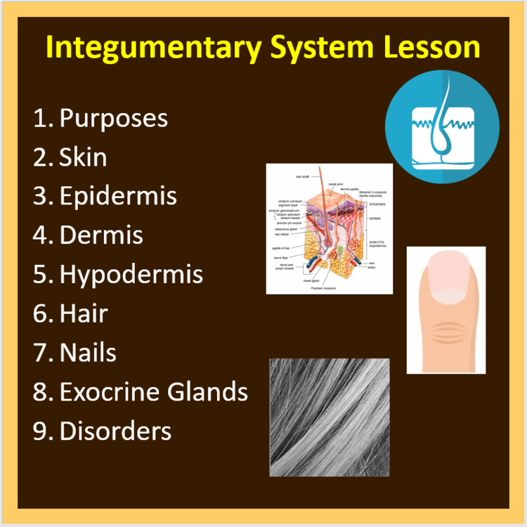 Integumentary System - PowerPoint Lesson and Student Notes
