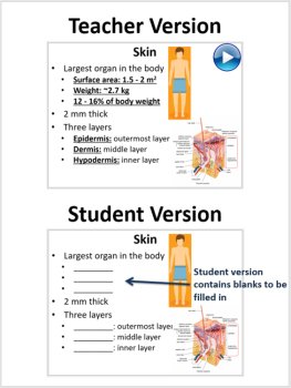 Integumentary System - PowerPoint Lesson and Student Notes, image 2