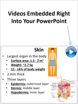 Integumentary System - PowerPoint Lesson and Student Notes, image 3