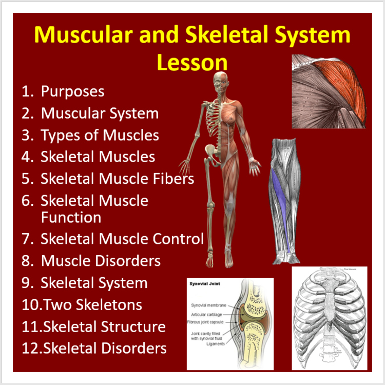 Muscular and Skeletal System Lesson | Structure and Function of Body Systems