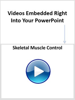 Muscular and Skeletal System Lesson | Structure and Function of Body Systems, image 3