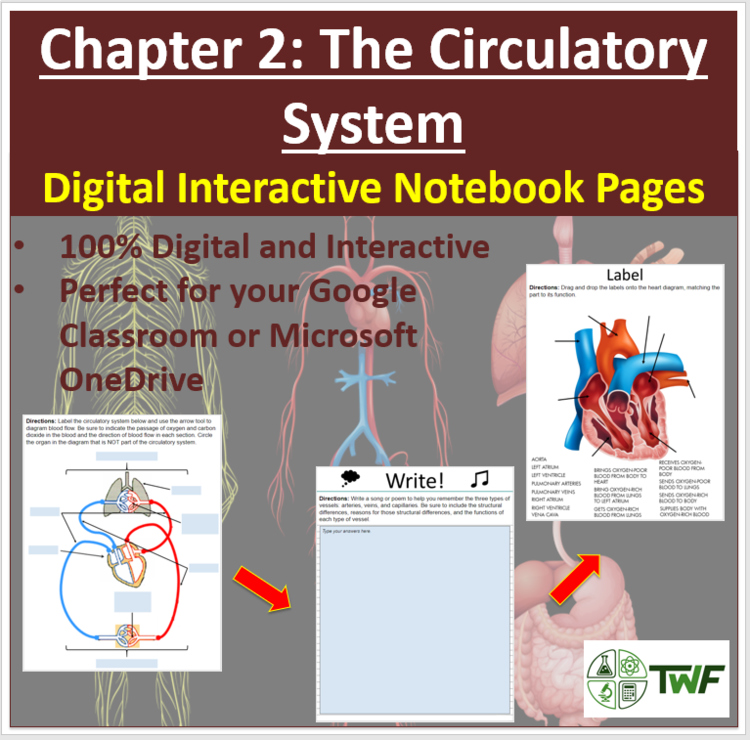 The Circulatory System - Digital Interactive Notebook Pages