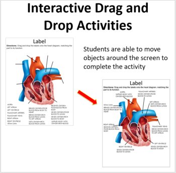 The Circulatory System - Digital Interactive Notebook Pages, image 2