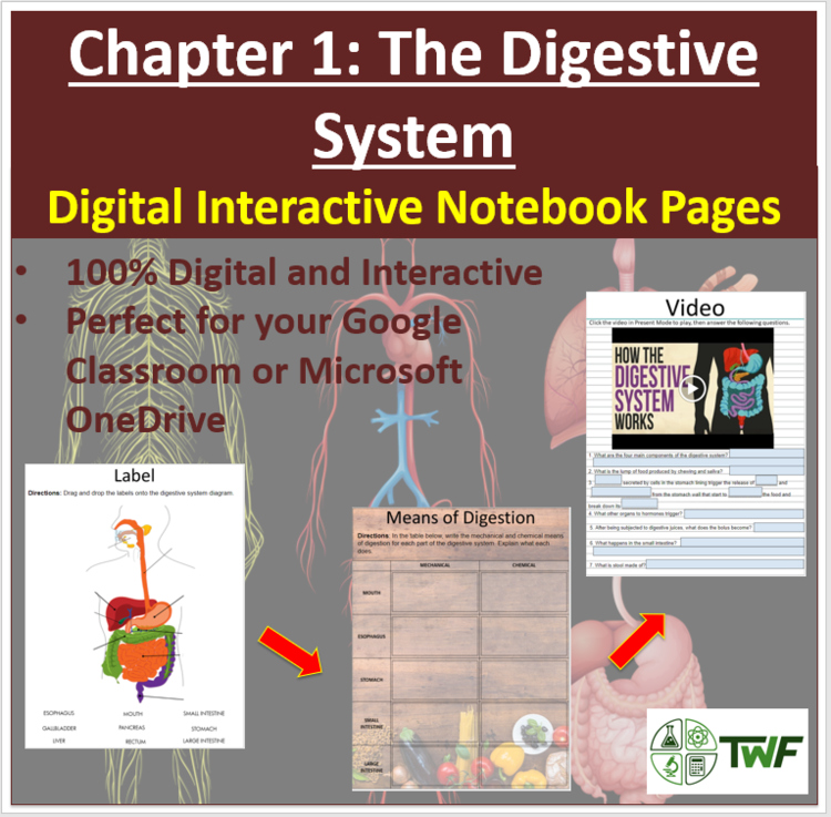 The Digestive System - Digital Interactive Notebook Pages