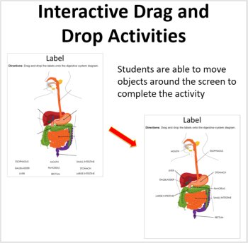 The Digestive System - Digital Interactive Notebook Pages, image 2