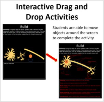 Body Systems - Digital Interactive Notebook Bundle | 45 Engaging Activities, image 2