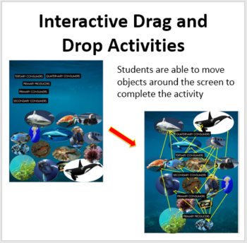 Energy Flow in Ecosystems - Digital Interactive Notebook Pages, image 2