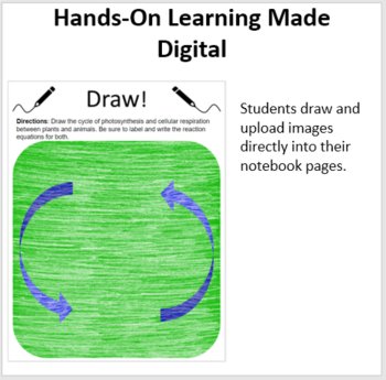 Energy Flow in Ecosystems - Digital Interactive Notebook Pages, image 3