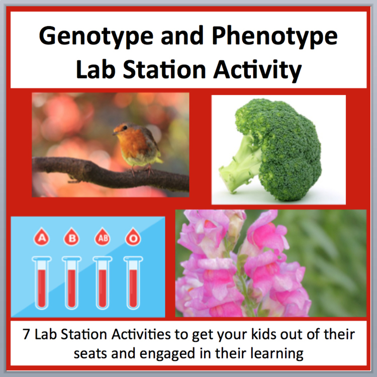 Genotype and Phenotype - 7 Lab Station Activities