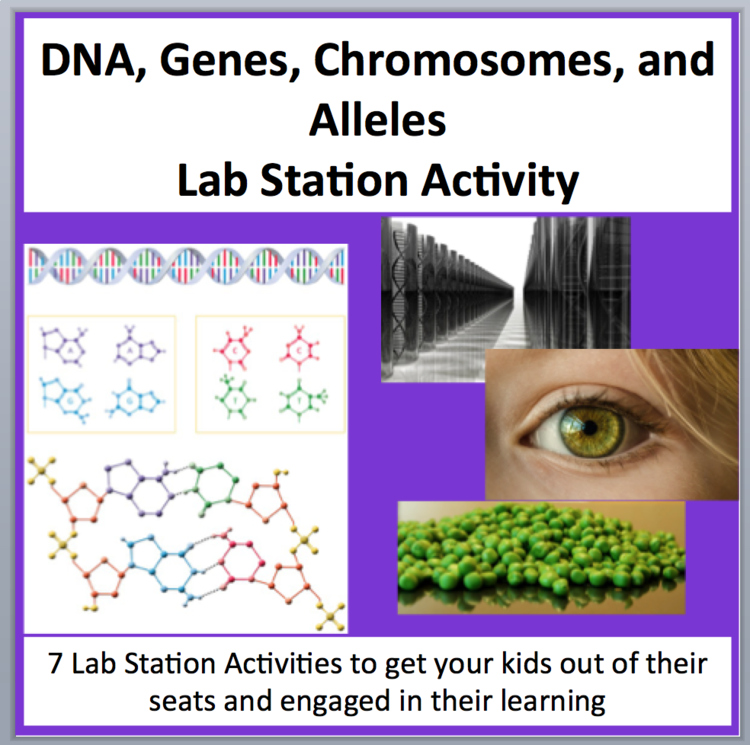 DNA, Genes, Chromosomes, and Alleles Lab Station Activity 7 Hands-on Activities