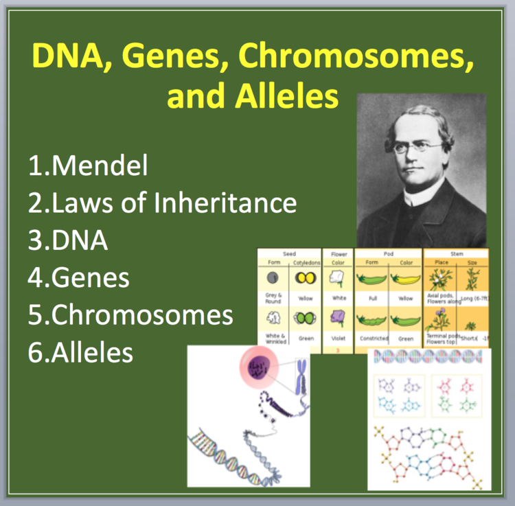 DNA, Genes, Chromosomes, and Alleles - A Genetics Introduction Lesson