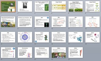 DNA, Genes, Chromosomes, and Alleles - A Genetics Introduction Lesson, image 4