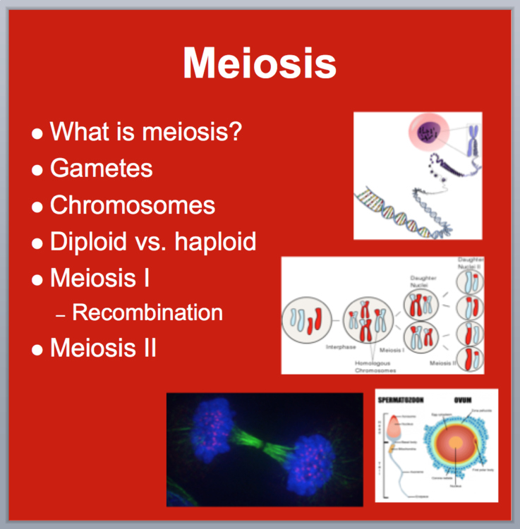 Meiosis - Biology PowerPoint Lesson
