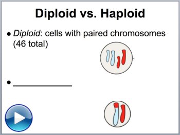 Meiosis - Biology PowerPoint Lesson, image 2