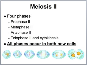 Meiosis - Biology PowerPoint Lesson, image 3