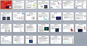Meiosis - Biology PowerPoint Lesson, image 4