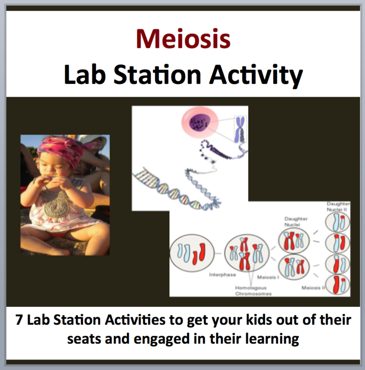 Meiosis Lab Station Activity | 7 Hands-on Activities | The Phases of Meiosis