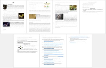 Bats – Misconceptions, Importance, & Ecolocation Reading Article - Grade 8 & Up, image 3