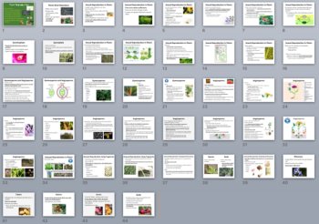 Plant Reproduction - A Grade 11 and Up Biology PowerPoint Lesson, image 3
