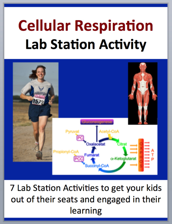 Cellular Respiration Lab Station Activity | 7 Hands-on Activities | Glycolysis