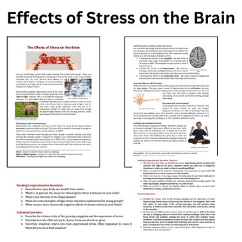 Effects of Stress on the Brain - Reading Comprehension & Questions 6th, 7th, 8th, image 2