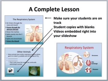 Human Respiratory System Complete 5E Lesson Bundle | Human Body Systems, image 4