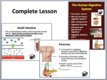 The Human Digestive System Complete 5E Lesson Bundle | Human Body Systems, image 3