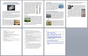 Bioaccumulation and Biomagnification - Science Reading Article - Grade 8 and Up, image 3