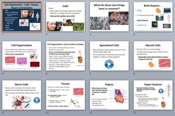 Cell Organization - Cells, Tissues, Organs, and Systems - PowerPoint Lesson, image 3