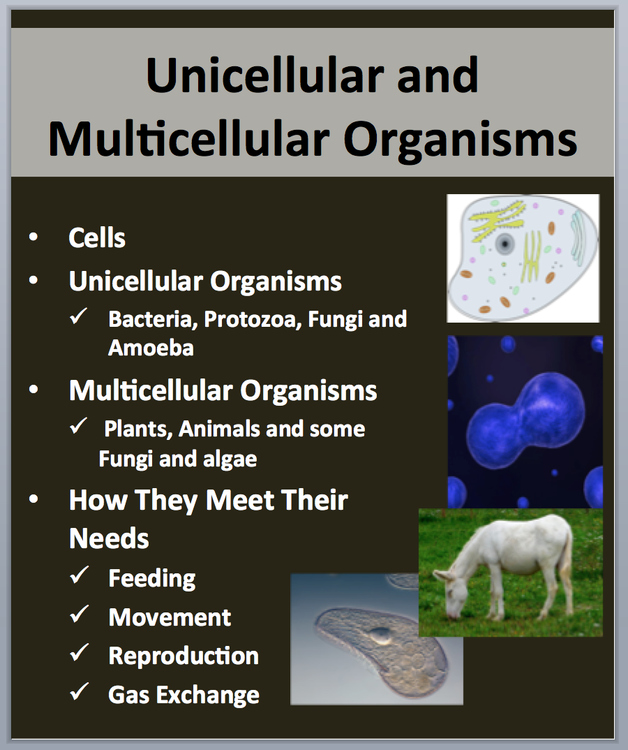 Unicellular and Multicellular Organisms Lesson | Cells, Bacteria, Protozoa
