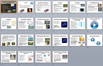 Unicellular and Multicellular Organisms Lesson | Cells, Bacteria, Protozoa, image 4