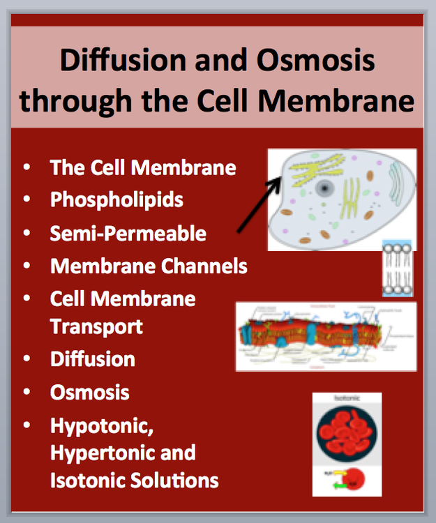 Diffusion and Osmosis through the Cell Membrane - PowerPoint Lesson
