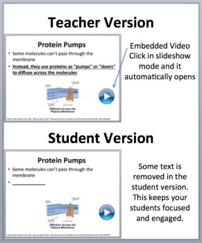 Diffusion and Osmosis through the Cell Membrane - PowerPoint Lesson, image 2