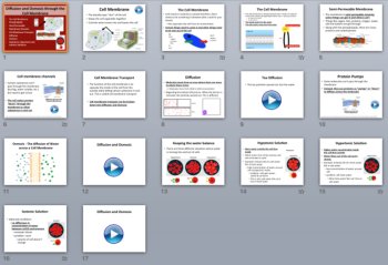 Diffusion and Osmosis through the Cell Membrane - PowerPoint Lesson, image 3