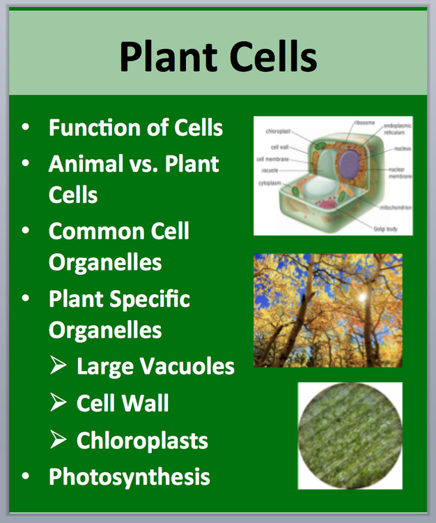 Plant Cells - PowerPoint Lesson and Student Notes Package