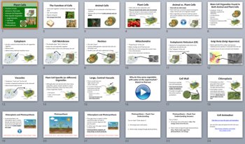 Plant Cells - PowerPoint Lesson and Student Notes Package, image 4